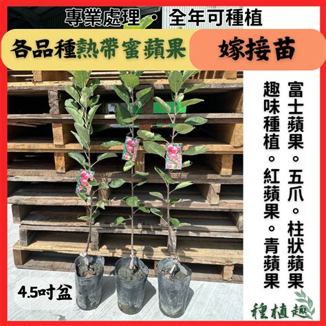 柱狀蘋果平地種植|柱狀蘋果苗種植方法